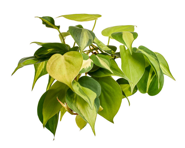 Philodendron Brasil leaves, Philodendron hederaceum plant, isolated on white background, with clipping path                               - Photo, Image