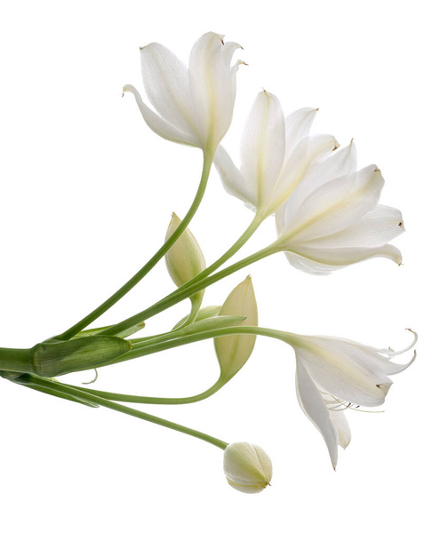 Crinum moorei flowers, Natal Lily, White Lily isolated on white background                                - Photo, Image