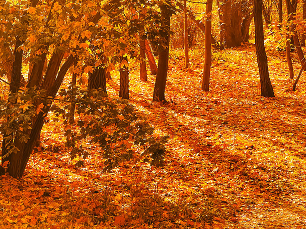 Nature, paysage et environnement, paysage d'automne doré avec des arbres automnaux, des feuilles et du feuillage en automne comme scène de fond de vacances saisonnières pittoresques - Photo, image