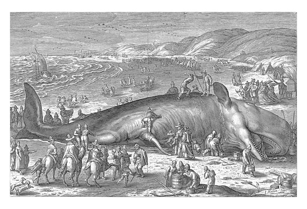 Wieloryb (kaszalot nasienny) osiadł na mieliźnie 3 lutego 1598 roku na plaży w Berckhey pomiędzy Katwijk i Scheveningen.. - Zdjęcie, obraz