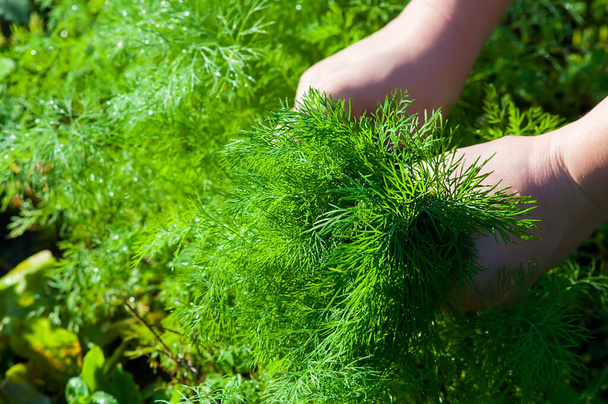 Female hands harvest dill, green beds for salad in the backlight. - Foto, afbeelding