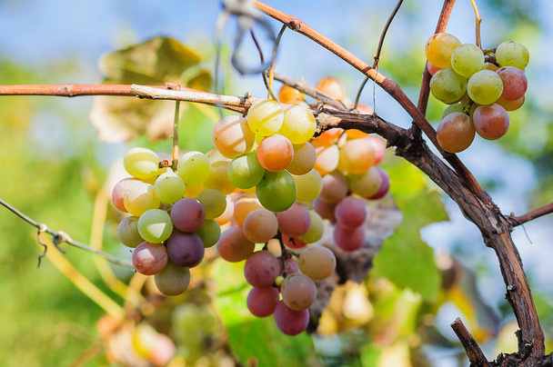 As bagas multicoloridas da uva Vitis Lidia brilham sob a luz solar. - Foto, Imagem