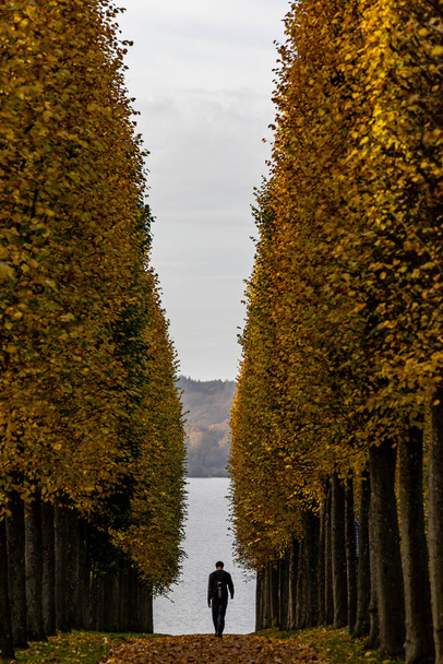 Fredensborg, Dánsko, Muž kráčí uličkou mezi stromy na podzim v Královské barokní zahrady Fredensborgského paláce. - Fotografie, Obrázek