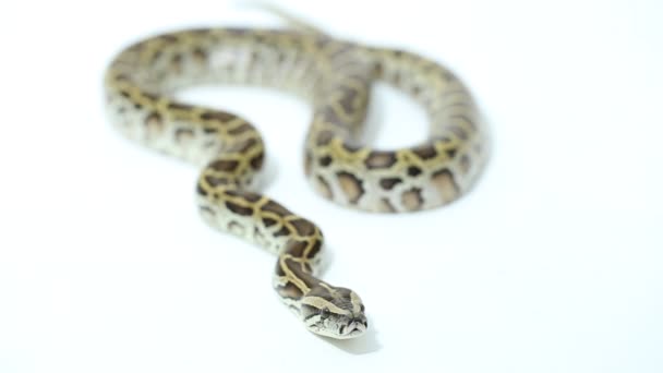 Python molurus bivittatus serpent birman isolé sur fond blanc - Séquence, vidéo