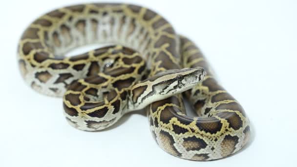 Birmano Python molurus bivittatus serpiente en aislado en fondo blanco - Metraje, vídeo