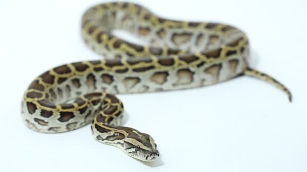 Birmano Python molurus bivittatus serpiente en aislado en fondo blanco - Metraje, vídeo