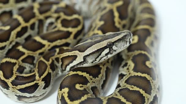 Serpente birmano Python molurus bivittatus isolato su fondo bianco - Filmati, video