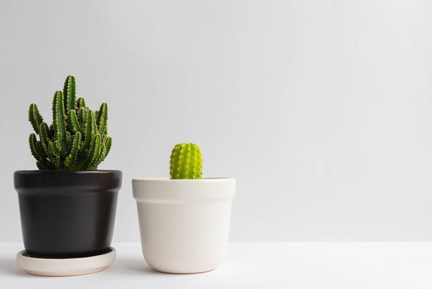 conjunto de varias plantas de cactus en macetas. Planta de cactus en maceta diferente y vista sobre mesa frontal de pared blanca - Foto, imagen