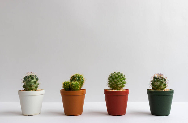 serie di varie piante di cactus in pentole. Pianta di cactus in vaso diverso e vista sul tavolo davanti alla parete bianca - Foto, immagini