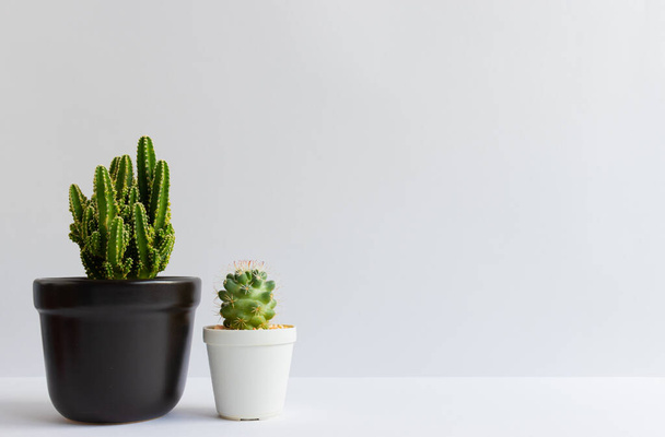 serie di varie piante di cactus in pentole. Pianta di cactus in vaso diverso e vista sul tavolo davanti alla parete bianca - Foto, immagini