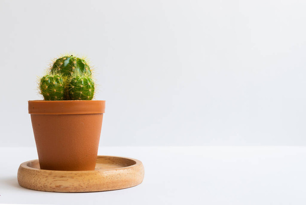 set of various cactus plants in pots. Cactus plant in different pot and view on table front of white wall - Foto, immagini