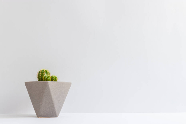 set of various cactus plants in pots. Cactus plant in different pot and view on table front of white wall - Foto, Imagen