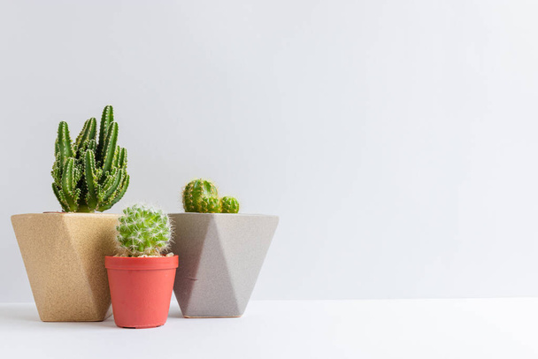 set van verschillende cactusplanten in potten. Cactus plant in verschillende pot en uitzicht op tafel voorkant van witte muur - Foto, afbeelding