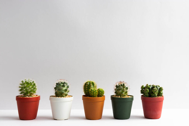 set of various cactus plants in pots. Cactus plant in different pot and view on table front of white wall - Foto, imagen