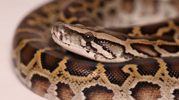 Serpiente birmana Python molurus bivittatus - Metraje, vídeo