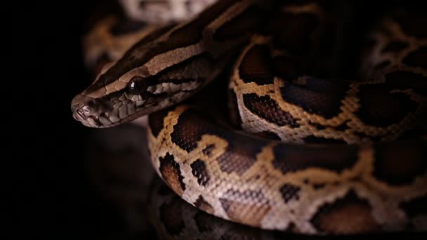 Birmanya Python molurus bivittatus yılanı - Video, Çekim