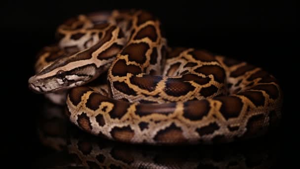 Burmesische Python molurus bivittatus-Schlange - Filmmaterial, Video