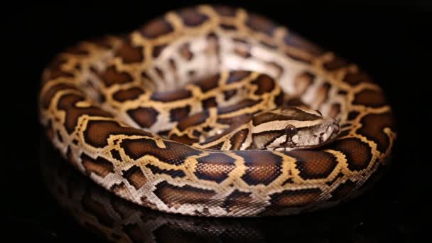 Birmanya Python molurus bivittatus yılanı - Video, Çekim