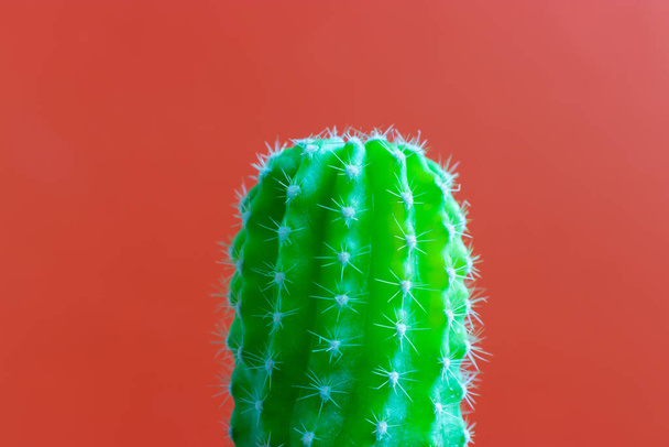 petite plante de cactus sur un fond de couleur unie et de l'espace pour votre logo - Photo, image