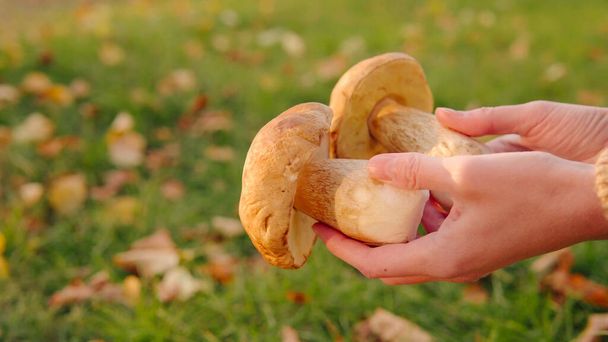 Mushroom picker shows wild porcini mushrooms on green grass background, autumn harvest of delicious fresh mushrooms in womans hands. - Photo, Image