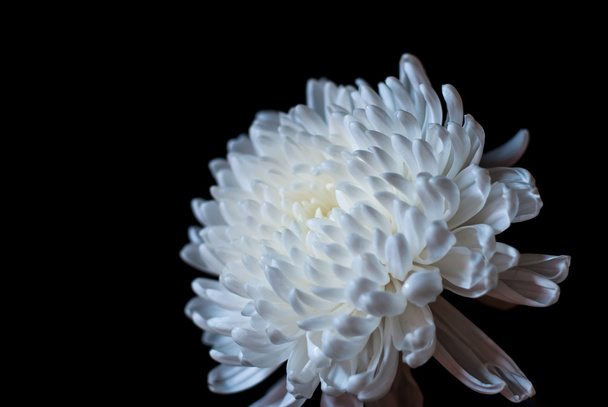 bílé chrysanthemum - Fotografie, Obrázek