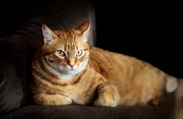 oranje Tabby mysterieuze kat in de schemering liggend rusten - Foto, afbeelding