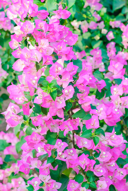 Flores de papel o buganvilla
 - Foto, Imagen