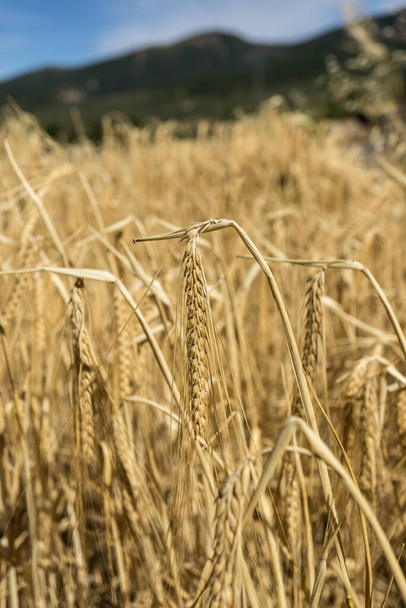 Pšeničné pole, výsev zlaté barvy - Fotografie, Obrázek