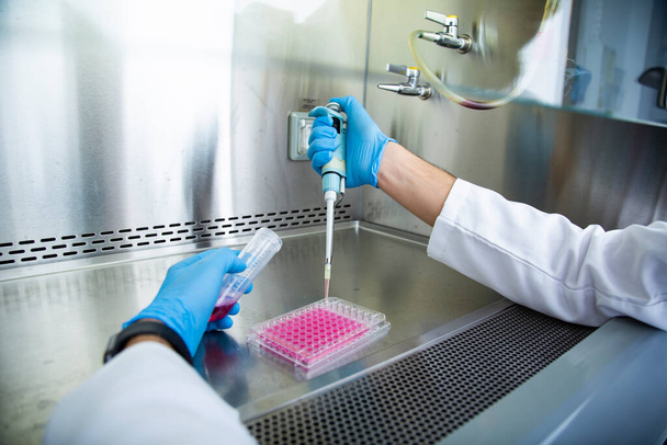 cell culture at the medicine, medical and cell culture laboratory - Photo, Image