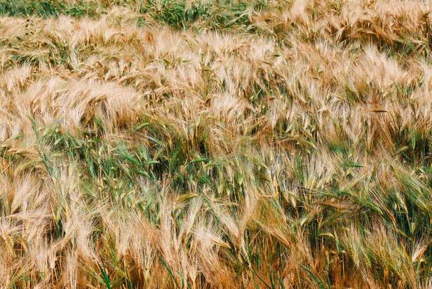 Acri di cereali triticale che crescono su campi coltivati - Foto, immagini