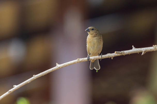 Female of Yellow-bellied Seedeater also know as Coleiro or Semillero  singing on a tree branch. Species Sporophila nigricollis. Bird lover. Birdwatching. Birding. - Photo, image