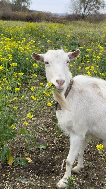 Chèvre blanche mignonne regarde la caméra et mange des fleurs de moutarde. Chèvres de plein air dans les champs, petit lait de chèvre et fromagerie. - Photo, image