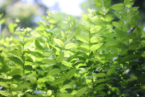 Πράσινο φρέσκο Wrightia religiosa Benth φύλλα κάτω από το φως του ήλιου - Φωτογραφία, εικόνα
