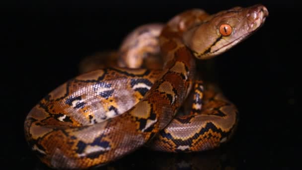 Serpiente reticulada de Python Malayopython reticulatus aislada sobre fondo negro. - Metraje, vídeo