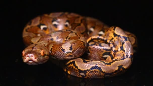 Serpiente reticulada de Python Malayopython reticulatus aislada sobre fondo negro. - Metraje, vídeo
