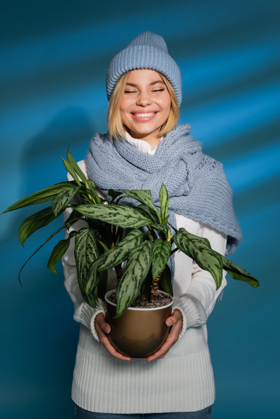 ευχαριστημένη νεαρή γυναίκα σε χειμερινό καπέλο και πουλόβερ εκμετάλλευση γλάστρα πράσινο φυτό σε μπλε  - Φωτογραφία, εικόνα