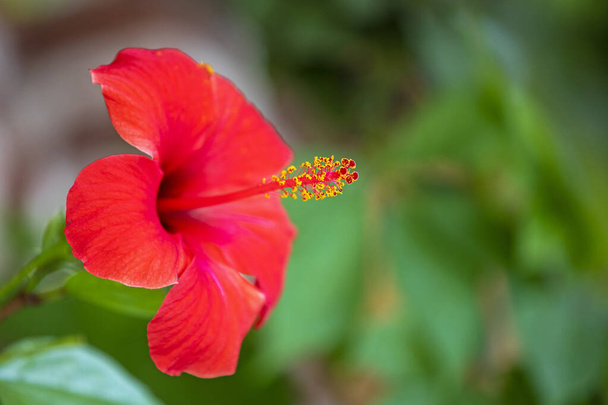 beautiful red hibiscus on a green blurred background close-up. korean medicine, - Foto, imagen