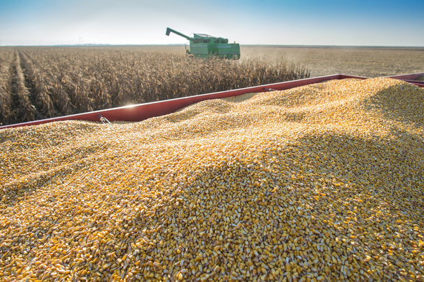 Corn harvest  - Foto, Bild
