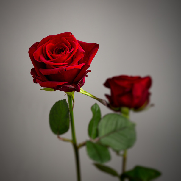 Kaksi punaista ruusua harmaalla pohjalla
 - Valokuva, kuva