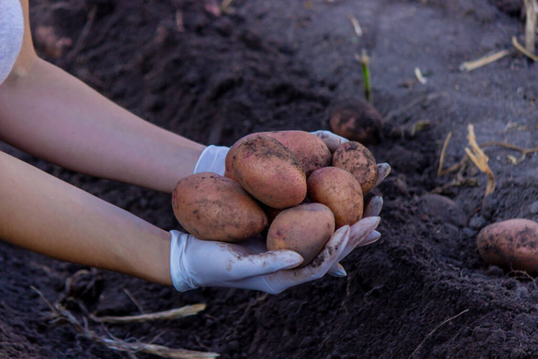 Freshly harvested organic potato harvest. Farmer in garden. selective focus - Zdjęcie, obraz