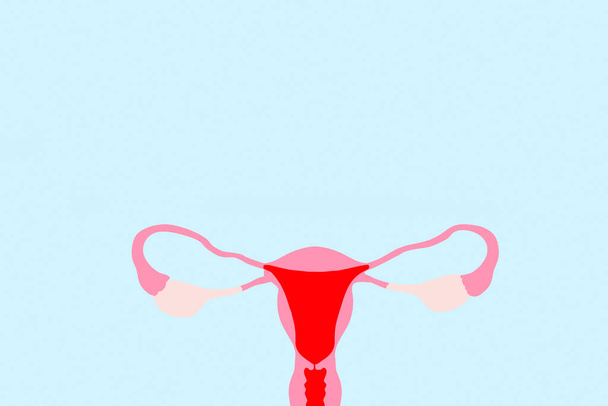 Desenho do sistema reprodutivo da mulher em um fundo azul claro com espaço de cópia - Foto, Imagem