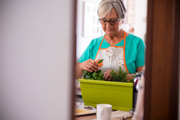femme âgée plantant une plante à la maison à l'intérieur - femme retraitée et mature avec des lunettes à l'extérieur vérifiant son produit ou ses plantes - femme caucasienne   - Photo, image