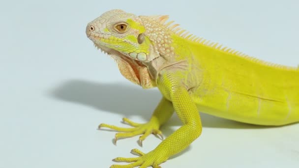 Gele albino Iguana hagedis (leguaan leguaan))  - Video