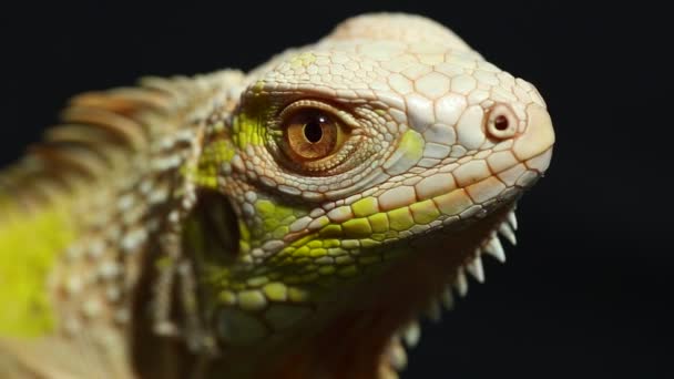 Žlutý albín Iguana lizard (iguana Iguana)  - Záběry, video