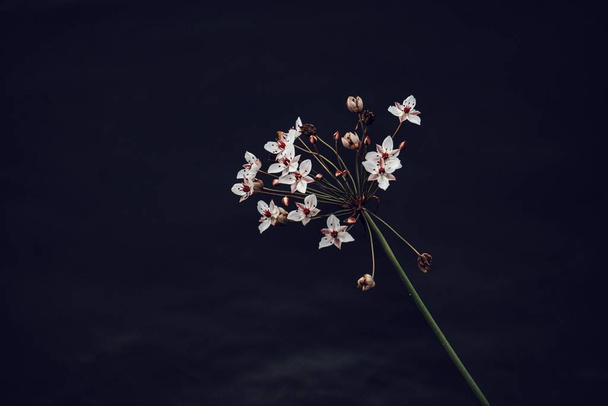 Primer plano de una planta con flores sobre fondo negro  - Foto, Imagen