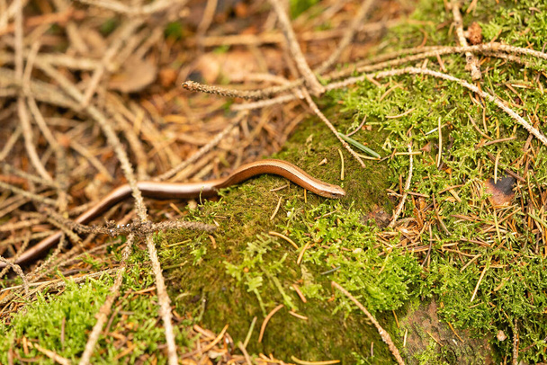 Anguis fragilis in the nature Reserve "Fischbeker Heide" Hamburg - Photo, Image