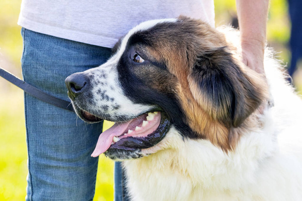Grande cão raça moscow cão de guarda perto do proprietário no parque em um passeio - Foto, Imagem