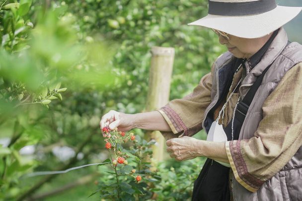 oude oudere oudere oudere vrouw plukken rode frambozen bessen in tuin boerderij - Foto, afbeelding