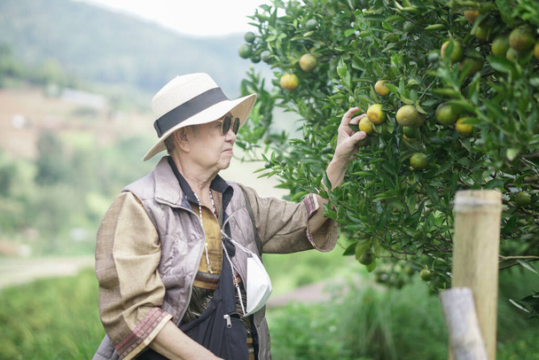 oude senior vrouw boer tuinier controleren oranje mandarijn fruit oogst kwaliteit in tuin boomgaard plantage - Foto, afbeelding