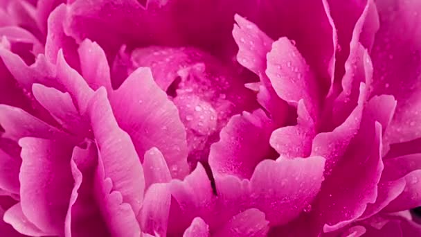 4K Time Lapse van bloeiende roze pioenroos bloem met waterdruppels. Timelapse van natte pioenrozen close-up. Time-lapse van de dauw op een grote enkele bloem opening. - Video